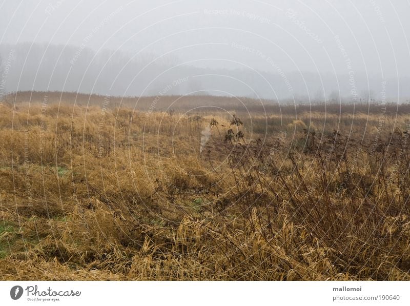 Bitte wärme mich Landschaft Herbst Klima schlechtes Wetter Nebel Regen Eis Frost Dürre Feld Seeufer kalt grau ruhig Traurigkeit Einsamkeit Verzweiflung