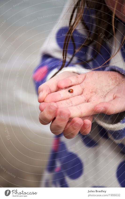 Ladybird on girl´s hand Haut Spielen Kinderspiel Ferien & Urlaub & Reisen Sommer Strand Meer Mädchen Hand 1 Mensch 3-8 Jahre Kindheit Umwelt Natur Sand