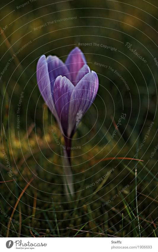 mit dem ersten Krokus kommt der Frühling Frühlingskrokus Frühblüher Frühlingsblume Frühlingserwachen Frühlingsbote blühende Frühlingsblume Blume Blüte