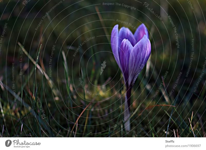 erster Krokus im März Frühlingskrokus Frühblüher Frühlingsblume Frühlingserwachen Frühlingsbote blühende Frühlingsblume Blume Blüte Wildblume Wildpflanze