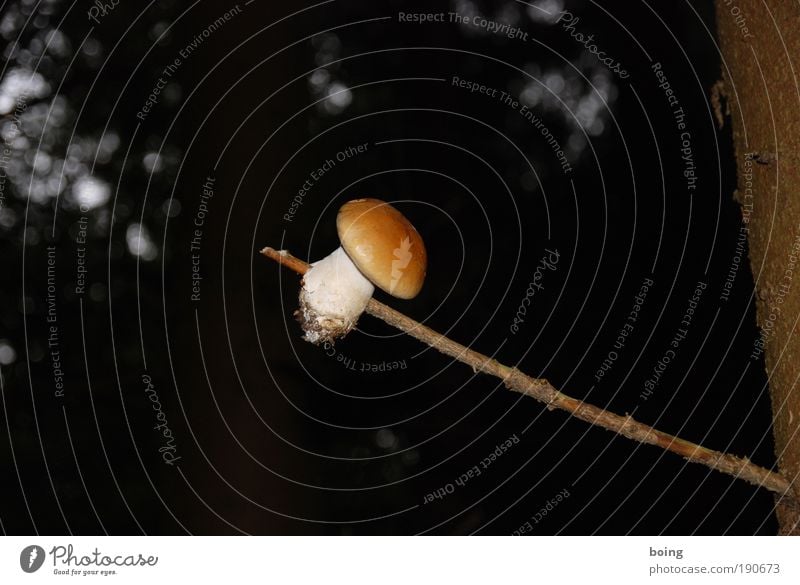 optional Pilz Steinpilze Pilzhut Baumpilz Außenaufnahme Dämmerung Dickröhrling Freisteller Textfreiraum oben Textfreiraum rechts Textfreiraum links