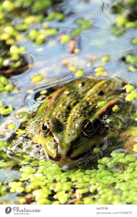 Frosch Natur Pflanze Tier Luft Wasser Sonne Sommer Schönes Wetter Wildpflanze Wasserlinsen Garten Teich Wildtier Tiergesicht 1 außergewöhnlich natürlich blau