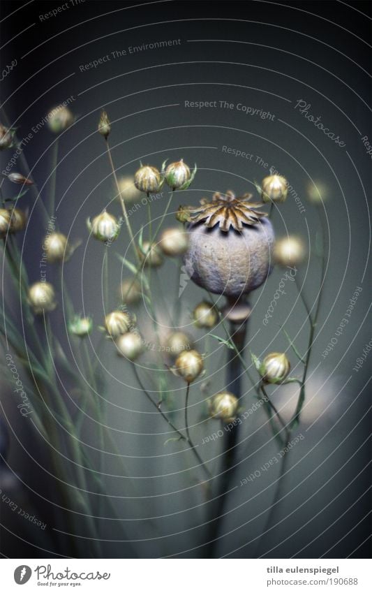 zum tausendfünfhundertachtundzwanzigsten mal Pflanze natürlich schön blau grau ruhig Glaube Trauer kalt Natur Vergänglichkeit Mohn Mohnkapsel Lein trocken