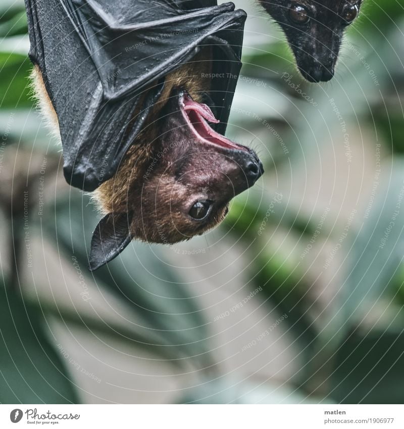 noch müde Tier Tiergesicht Flügel 2 hängen braun grau grün Müdigkeit Fledermäuse gähnen Farbfoto Nahaufnahme Menschenleer Textfreiraum links Textfreiraum rechts