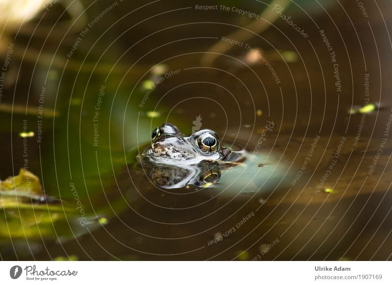 Kröte im Teich Natur Tier Wasser Frühling Seeufer Wildtier Frosch Amphibien 1 Schwimmen & Baden natürlich braun grau grün Auge Reflexion & Spiegelung weich