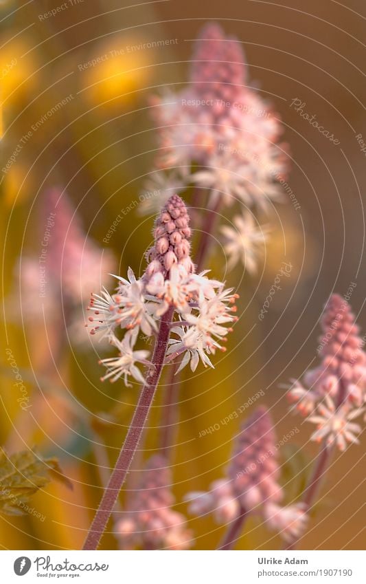 Frühlingsboten - Schaumblüten (Tiarella) Natur Pflanze Blume Blüte Nutzpflanze Wildpflanze Topfpflanze exotisch Steinbrechgewächse Garten Park Blühend