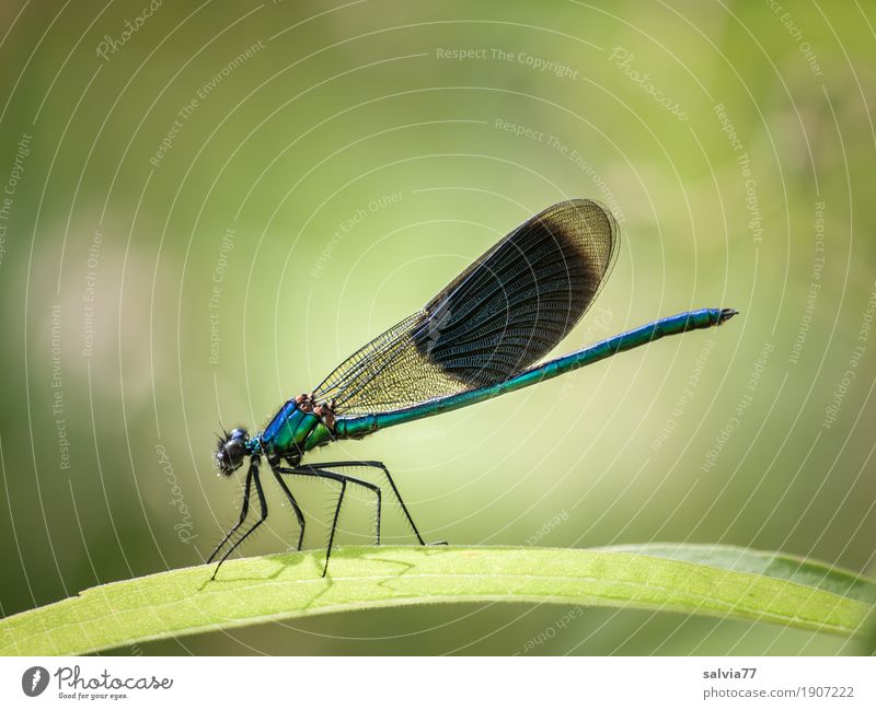 Pracht Exemplar Natur Pflanze Tier Sommer Blatt Wildtier Flügel Insekt Libellenflügel 1 Jagd blau grün Leichtigkeit Farbfoto Außenaufnahme Makroaufnahme