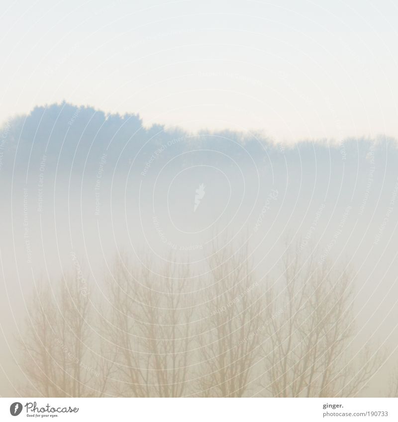 Nebel steigt auf Umwelt Natur Landschaft Pflanze Luft Wasser Himmel Winter Klima Wetter Baum Wald Hügel kalt grau dicht nebelig Äste grau-gelb grau-grün