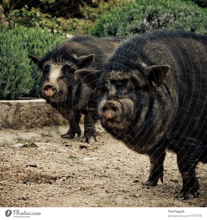 Animal Farm #4 2 Tier dreckig Schwein Hängebauchschwein Hausschwein Grunzen Sau Bauernhof Geruch Blick Schnauze Schweinschnauze Schwein gehabt Schweinerei