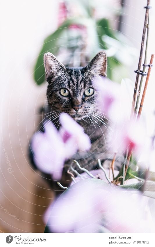 Katze zwischen Blumen Pflanze Tier Orchidee Haustier 1 sitzen ästhetisch Freundlichkeit Fröhlichkeit wild rosa Verantwortung Stolz schön Farbfoto Innenaufnahme