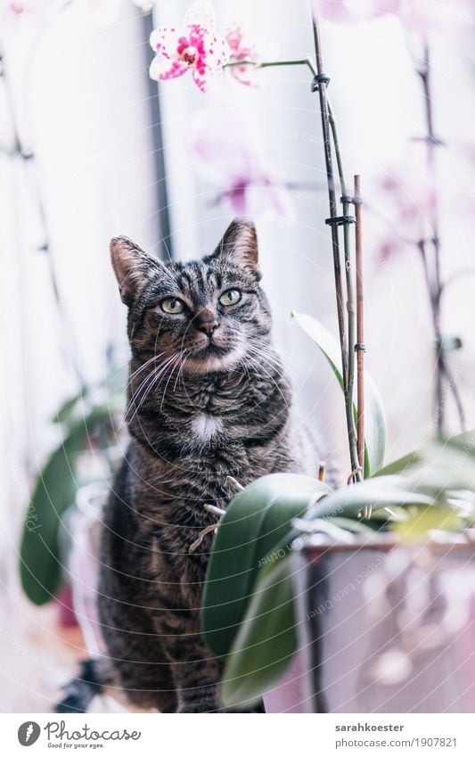 Katze zwischen Blumen Natur Pflanze Tier Haustier 1 sitzen ästhetisch authentisch elegant Freundlichkeit Fröhlichkeit nah natürlich feminin weich rosa