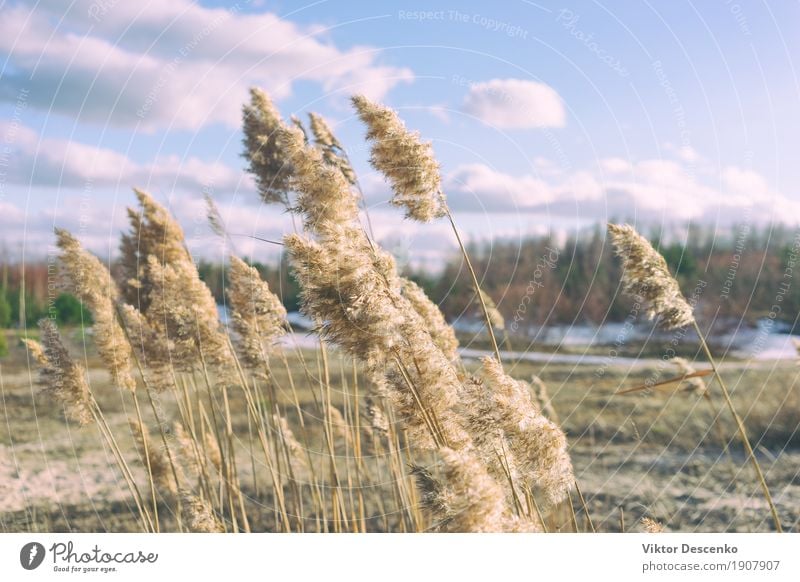 Gelbe Reedbürsten schön Sonne Strand Meer Winter Natur Landschaft Pflanze Sand Himmel Horizont Wind Gras Blatt Wald Küste Ostsee See natürlich blau braun gelb