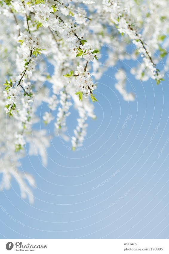 coming soon... Sinnesorgane Erholung Duft Muttertag Taufe Gartenarbeit Gärtnerei Baumschule Natur Wolkenloser Himmel Frühling Schönes Wetter Blüte