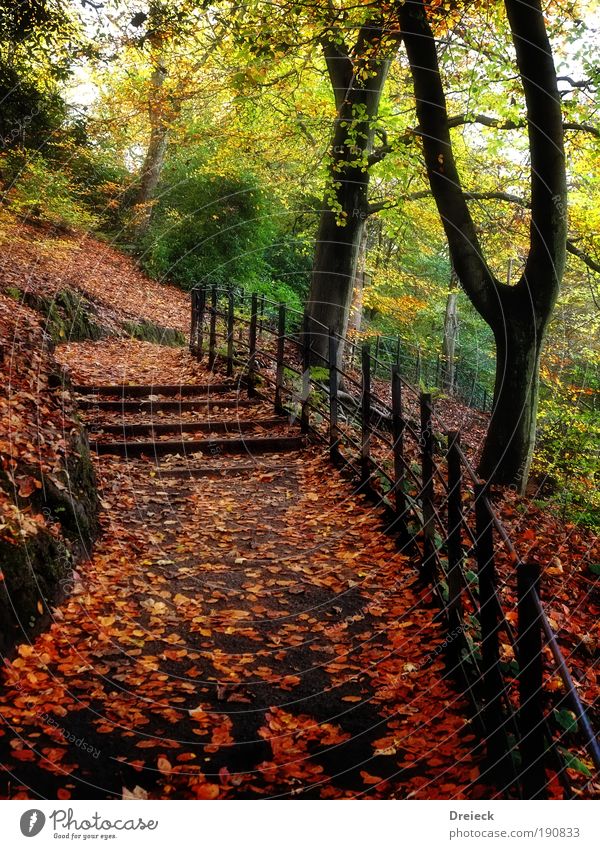 Laubbaumpark Umwelt Natur Landschaft Pflanze Erde Sonnenlicht Herbst Klima Wetter Schönes Wetter Baum Sträucher Blatt Grünpflanze Park Wiese Wald braun