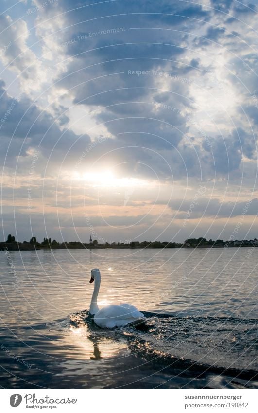 Swan Natur Wasser Himmel Horizont Sonnenaufgang Sonnenuntergang Sommer Schönes Wetter See Tier Wildtier Schwan Flügel 1 frei wild blau gelb weiß Stimmung