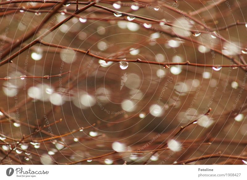 Tja, das ist unser Winter Umwelt Natur Pflanze Urelemente Wasser Wassertropfen Herbst Wetter schlechtes Wetter Sträucher Garten nah nachhaltig nass braun weiß