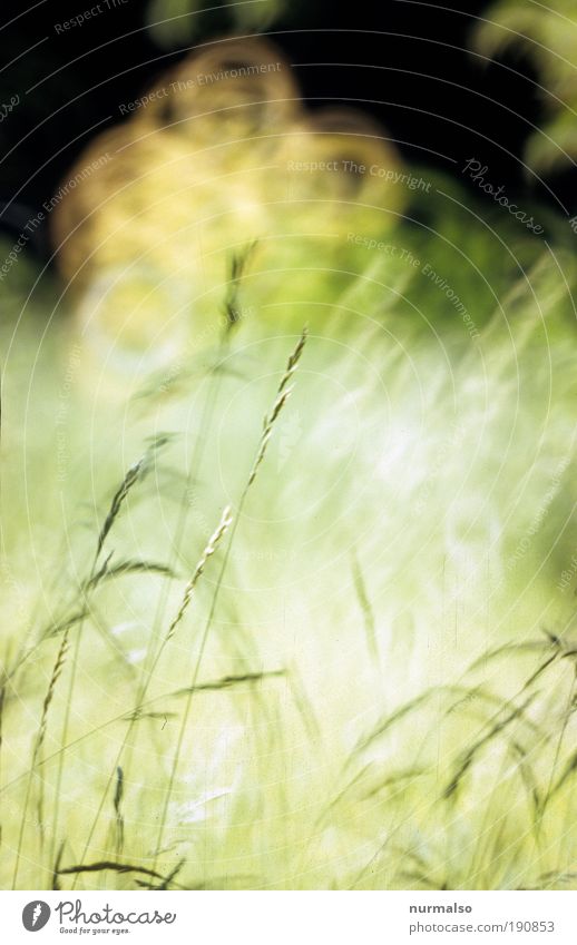 ich mach ma Sommer Kunst Natur Landschaft Pflanze Schönes Wetter Gras Dekoration & Verzierung atmen entdecken glänzend genießen Lächeln lachen leuchten