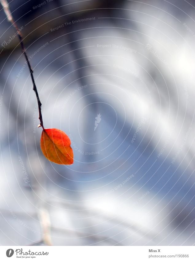 Ein Meer an Blättern Natur Herbst Winter Pflanze Sträucher Blatt Park klein trist rot Einsamkeit Ast Farbfoto mehrfarbig Außenaufnahme Nahaufnahme Makroaufnahme