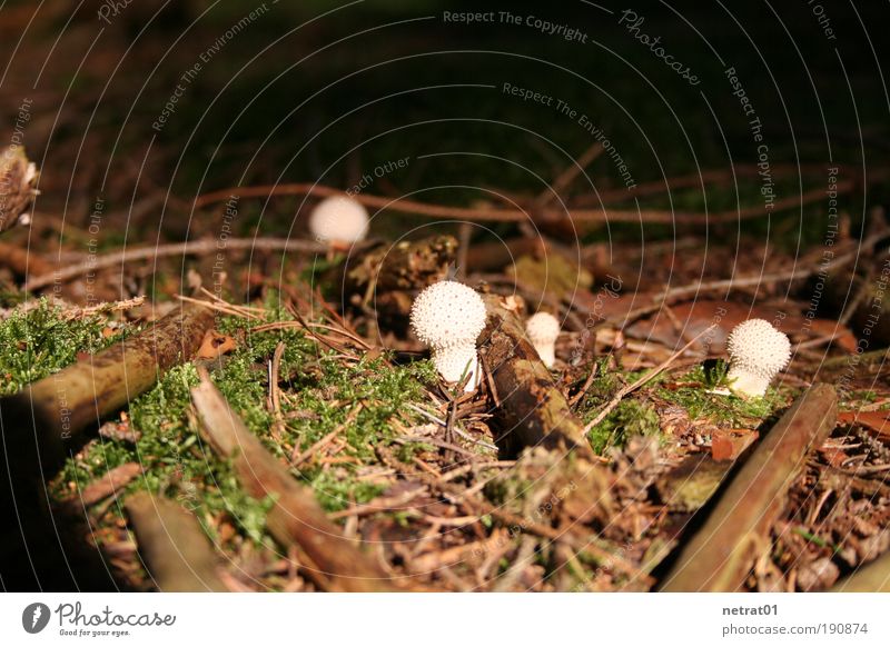 Stachelköpfchen Natur Landschaft Pflanze Erde Sommer Wald braun grün weiß Idylle Waldboden Pilz Ast Farbfoto Außenaufnahme Textfreiraum oben Morgen