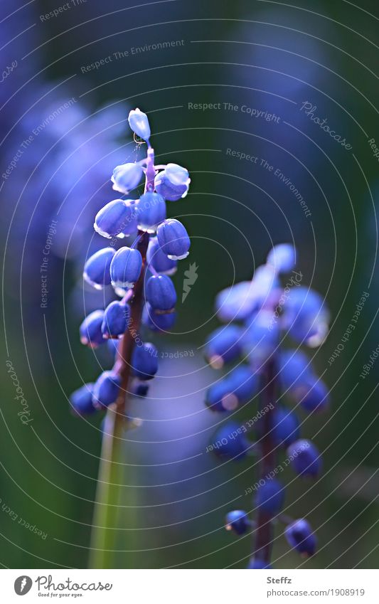 Muscari im Frühlingsgarten Traubenhyazinthe Frühlingsblüten Frühlingsblumen Frühlingserwachen Blumen Naturerwachen Lichtschimmer April Aprilblüten Blütezeit