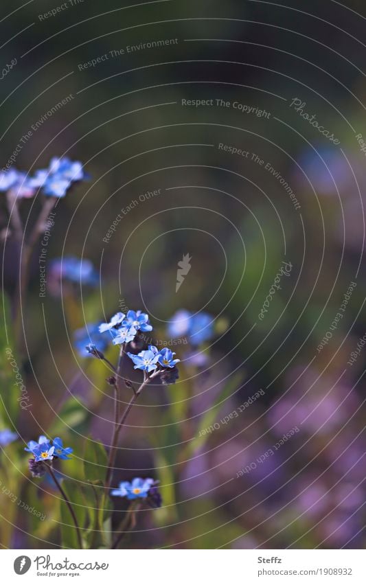 zarte Blüten im Frühlingsgarten Vergißmeinnicht Vergissmeinnicht Vergißmeinnichtblüte Myosotis Frühlingsblume Blume April Vorfreude Frühjahrsblüher blühen