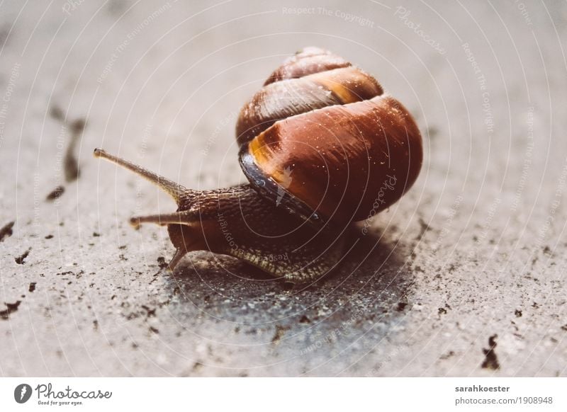 Schnecke auf Steinboden Natur Tier Sonne Wildtier 1 rennen beobachten Bewegung tragen ästhetisch glänzend schön nah schleimig braun Kraft Sicherheit Schutz