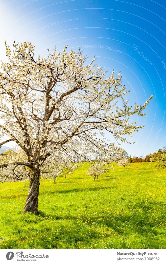 spring Frucht Leben harmonisch Wohlgefühl Zufriedenheit Erholung ruhig Meditation Duft Sommer Sommerurlaub Sonne Ostern Umwelt Natur Landschaft Pflanze Luft