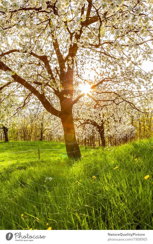 cherry tree Frucht Wellness Leben harmonisch Wohlgefühl Zufriedenheit Sinnesorgane Erholung ruhig Meditation Duft Abenteuer wandern Umwelt Natur Landschaft