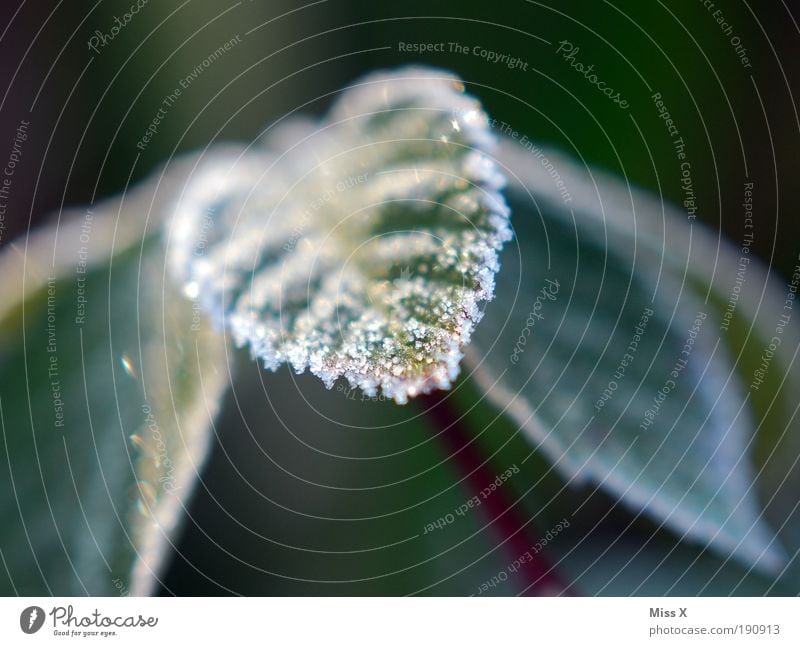 Zucker III Herbst Winter Wetter Eis Frost Schnee Pflanze Sträucher Blatt Park kalt klein schön Natur Raureif Farbfoto Gedeckte Farben Außenaufnahme Nahaufnahme