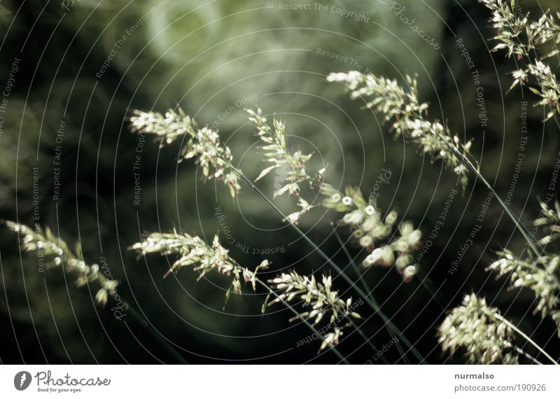 feiner Sommer schön Freizeit & Hobby Umwelt Natur Landschaft Pflanze Klima Schönes Wetter Gras Park Wiese ehre Duft entdecken glänzend leuchten Blick dünn