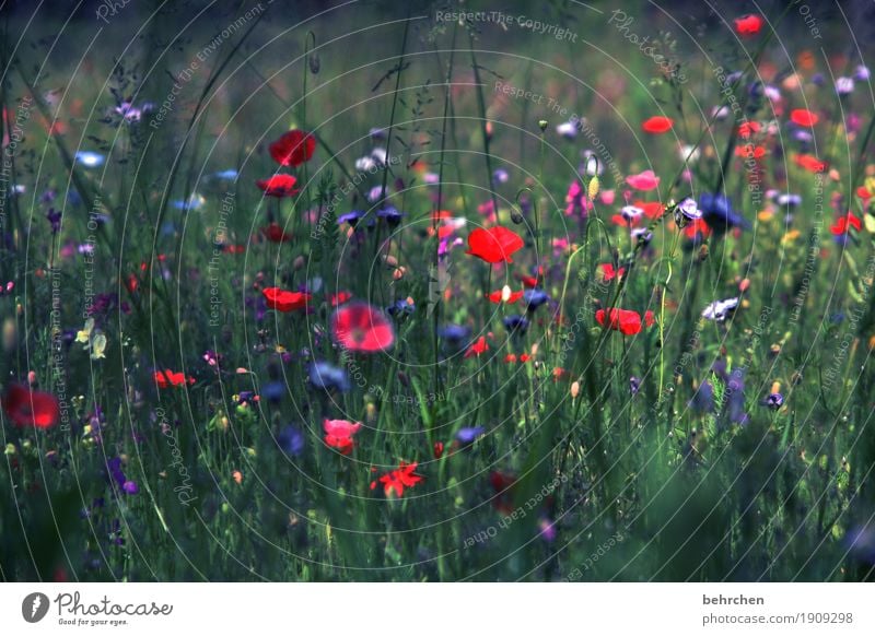 mo(h)ntag YEAH! Natur Pflanze Sommer Schönes Wetter Blume Gras Blatt Blüte Wildpflanze Mohn Garten Park Wiese Feld Blühend Duft verblüht Wachstum schön rot