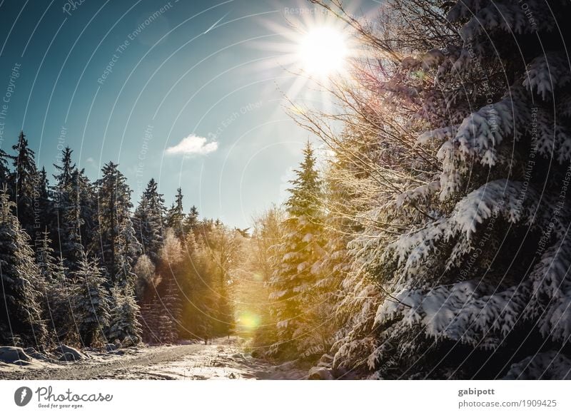 WinterSchwarzWald Leben Wohlgefühl Zufriedenheit Sinnesorgane ruhig Ferien & Urlaub & Reisen Tourismus Ausflug Abenteuer Schnee Berge u. Gebirge wandern