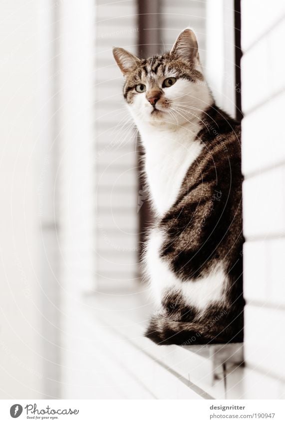 Nochnoi Dozor Haus Mauer Wand Fenster Haustier Katze 1 Tier Blick sitzen warten Häusliches Leben ästhetisch schön Wohnung Revier Besitz Heimat Wächter