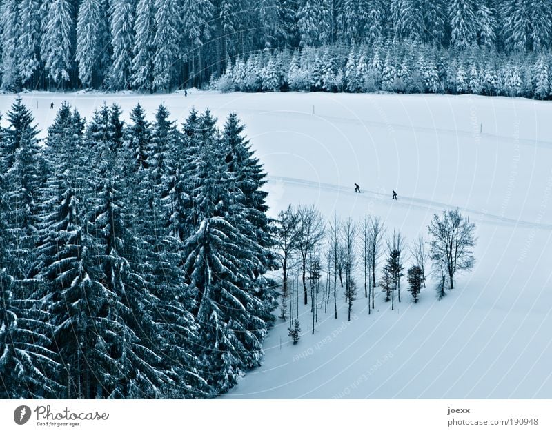 Verfolgungswahn Wintersport Mensch 2 Natur Landschaft Eis Frost Schnee Baum Wald Sport Skilanglauf Loipe verfolgen ehrgeizig Schneelandschaft Wettlauf