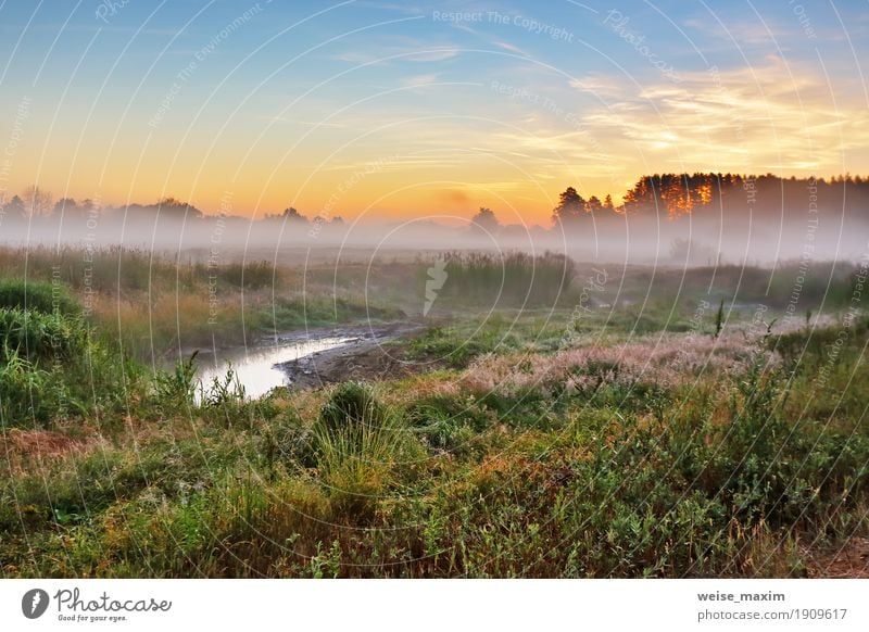 Nebelige Sommerwiese morgens. Misty Morgendämmerung Ferien & Urlaub & Reisen Tourismus Ausflug Natur Landschaft Himmel Baum Gras Sträucher Wiese Wald frisch