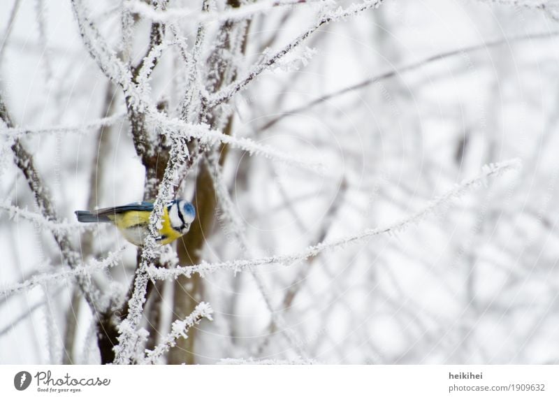 Farbklecks Umwelt Natur Pflanze Tier Winter Blitze Eis Frost Schnee Baum Garten Park Wald Menschenleer frech kalt Neugier positiv blau braun gelb schwarz weiß