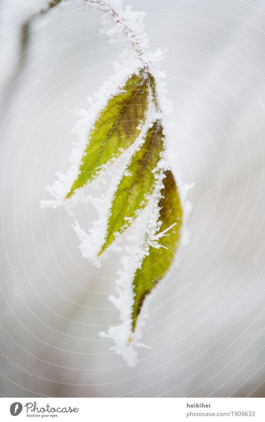 eiskalt Umwelt Natur Pflanze Tier Luft Winter Schönes Wetter Blitze Eis Frost Schnee Baum Sträucher Blatt Grünpflanze Wildpflanze Garten Park Wald Menschenleer