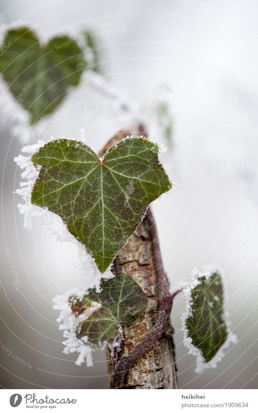 cold outside Umwelt Natur Pflanze Tier Winter Blitze Eis Frost Schnee Sträucher Efeu Blatt Kletterpflanzen Garten Park Wald Menschenleer Tropfen braun grau grün