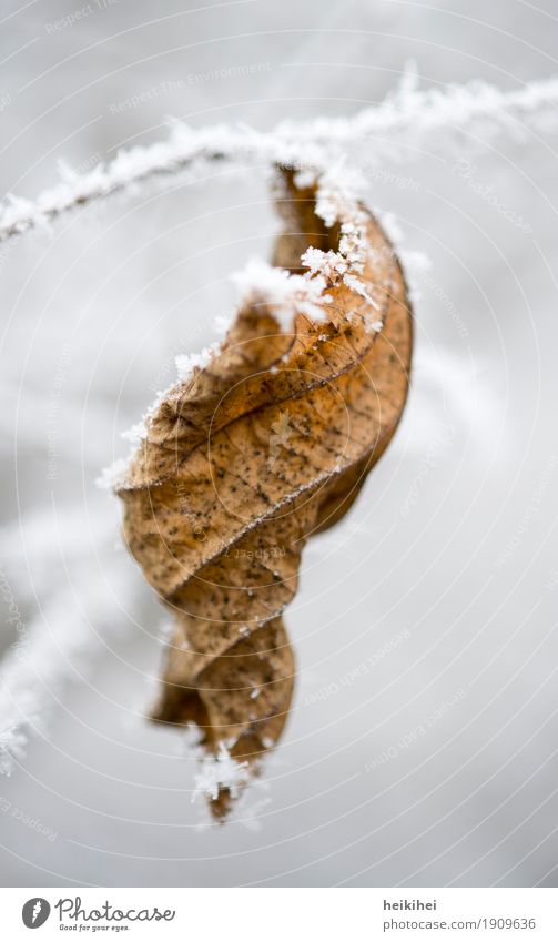 Wintertime Natur Eis Frost Schnee Pflanze Blatt kalt Garten Park frieren Gesicht gelb braun schwarz weiß Einsamkeit Vergänglichkeit Baum Zweig Ast Herbst