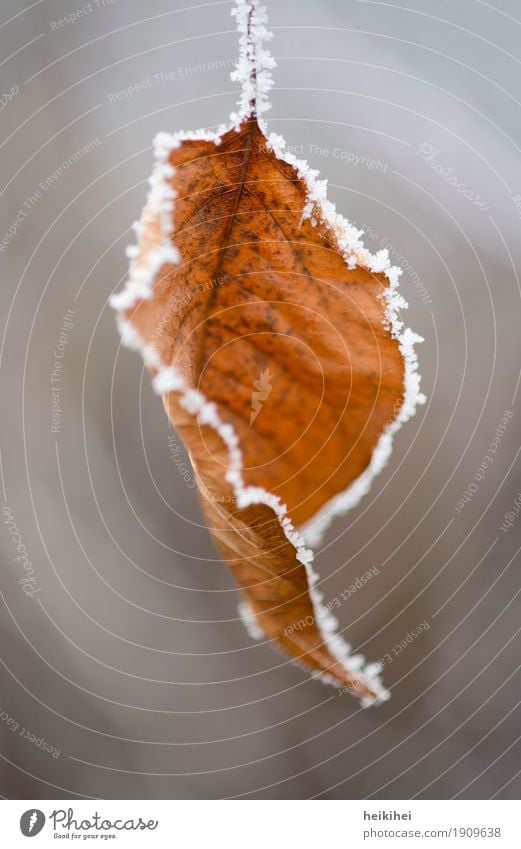 Wintertime Natur Eis Frost Schnee Pflanze Baum Blatt Garten Park frieren hängen kalt schön braun gelb gold grau schwarz weiß ästhetisch Farbe Mittelpunkt