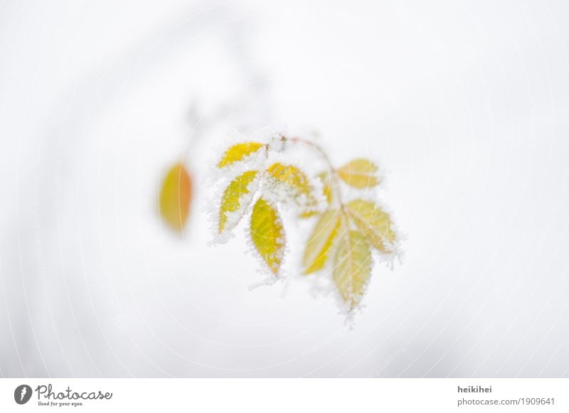 frozen II Natur Tier Luft Winter Eis Frost Schnee Pflanze Sträucher Blatt Grünpflanze Garten Park frieren hängen hell einzigartig nah natürlich schön braun gelb