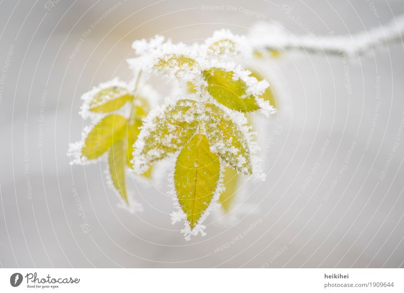 frozen Umwelt Natur Pflanze Winter Eis Frost Schnee Sträucher Blatt Grünpflanze Garten Coolness kalt natürlich gelb grau grün weiß Blätter Farbfoto