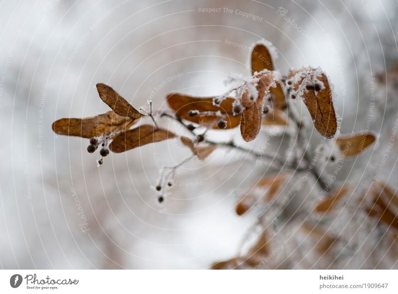 Ahorn-Propeller Umwelt Natur Pflanze Winter Eis Frost Schnee Baum Blatt Garten Coolness kalt natürlich braun gelb schwarz weiß schön Ast Frucht gefroren