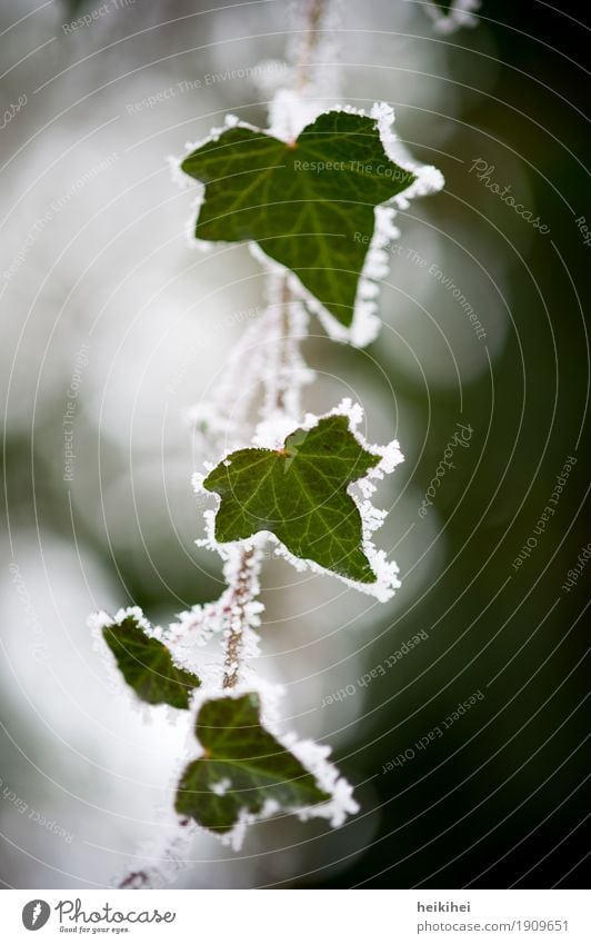 frostig Umwelt Natur Pflanze Tier Winter Blitze Eis Frost Schnee Efeu Blatt Garten Park Wald außergewöhnlich authentisch kalt braun grau grün schwarz weiß