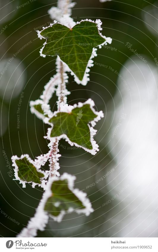 frozen Umwelt Natur Pflanze Winter Eis Frost Schnee Sträucher Blatt Grünpflanze Garten Coolness kalt natürlich braun grün schwarz weiß schön Blätter Farbfoto