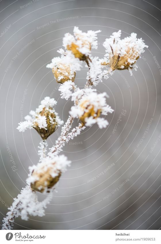 Snowflower Natur Pflanze Tier Winter Eis Frost Schnee Blume Sträucher Blüte Garten Park authentisch natürlich braun gelb grau Wachstum zart Blatt Farbfoto