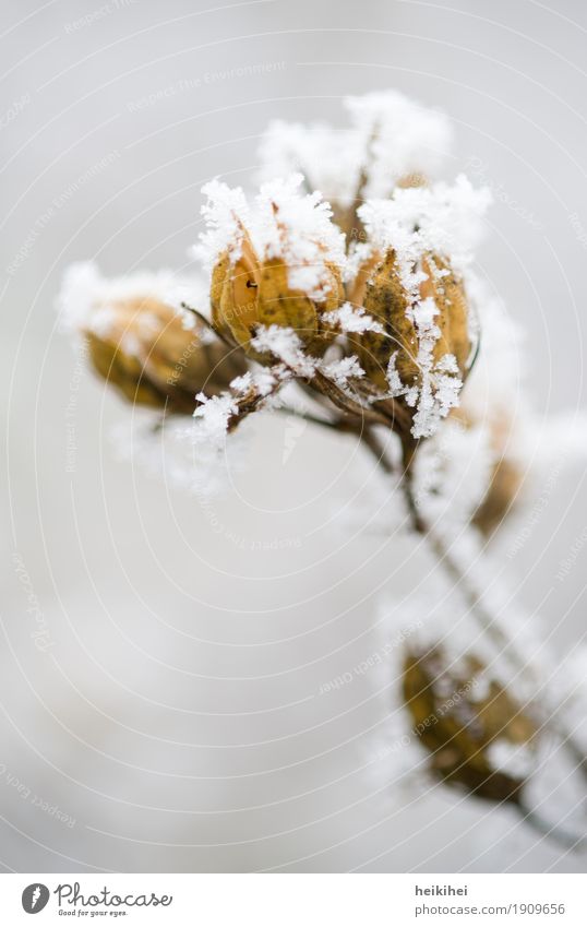 Snowflower Natur Pflanze Tier Winter Eis Frost Schnee Blume Sträucher Blüte Garten Park authentisch natürlich braun gelb grau Wachstum zart Blatt Farbfoto