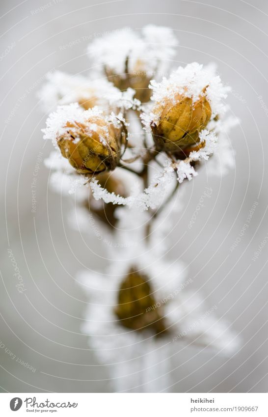 Snowflower Natur Pflanze Tier Winter Eis Frost Schnee Baum Blume Sträucher Blüte Garten Park authentisch natürlich braun gelb gold grau Wachstum zart Blatt