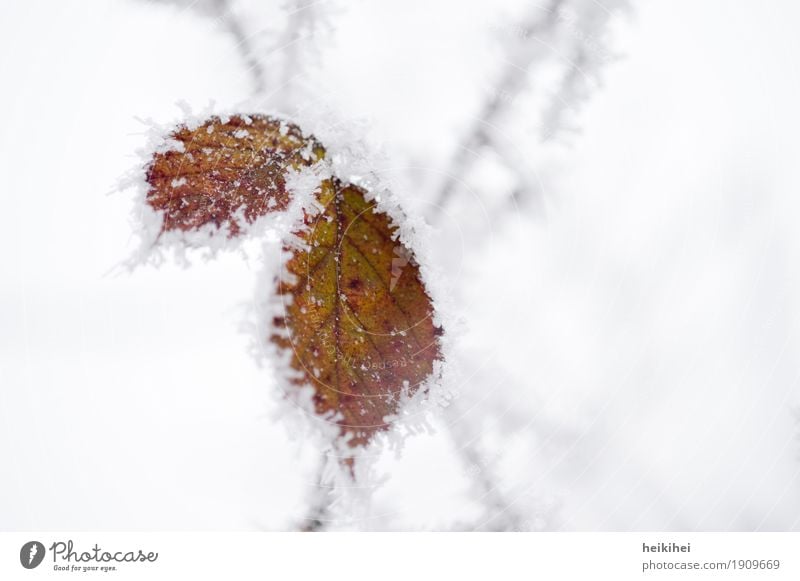 vereist Umwelt Natur Pflanze Tier Winter Eis Frost Schnee Blatt Garten Park Wald authentisch kalt braun grau grün schwarz weiß bizarr Einsamkeit einzigartig