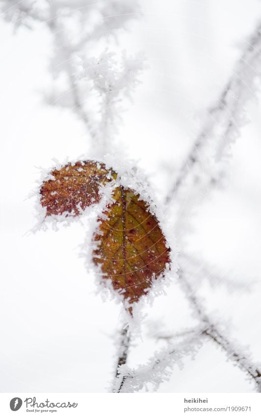 vereist Umwelt Natur Pflanze Tier Winter Eis Frost Schnee Blatt Garten Park Wald authentisch kalt braun gelb gold grau schwarz weiß bizarr einzigartig gefroren